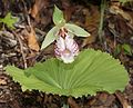 扇脉杓兰 Cypripedium japonicum