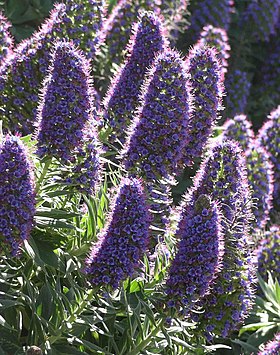 Echium candicans