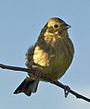 Bruant jaune (Emberiza citinella)