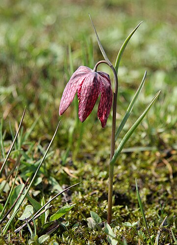 Рябчик шахматный (Fritillaria meleagris) в Словении