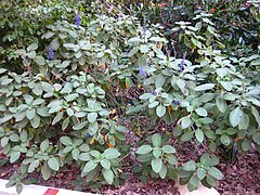 Le coléus à forskoline (Plectranthus barbatus)