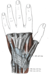 The mucous sheaths of the tendons on the back of the wrist. (Extensor indicis proprius visible going into second digit.)