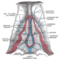 Velum interpositum[2].