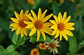 Coreopsis grandiflora