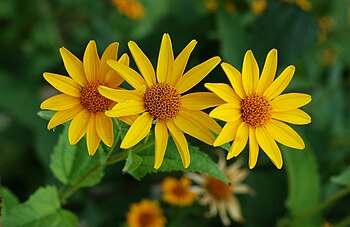 Smooth oxeye