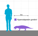 Сравнительный размер H. gordoni