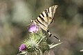 Iphiclides feisthamelii