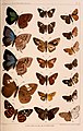 Coladenia laxmi (de Nicéville, [1889]) in Lionel de Nicéville, 1891 On new and little-known butterflies from the Indo-Malayan region