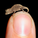 זיקונית ננסית מצפון מדגסקר, בהשוואה לגודלה של אצבע אנושית. זהו הזוחל הקטן בעולם.