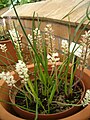 Lachenalia zeyheri, Kirstenbosch Botanical Garden