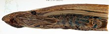 Lamprey mouth - lateral cross-section