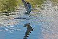 Larus Canus fishing (4)