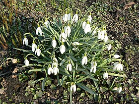 Galanthus nivalis