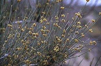 Haloxylon ammodendron amarantväxt i Karakum