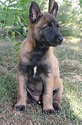 Fawn Belgian Shepherd Malinois with breed-typical extended [dark] mask