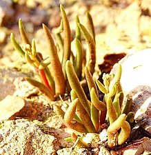 Dudleya multicaulis