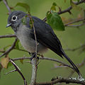 White-eyed Slaty Flycatcher