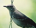 Adult mockingbird on suet feeder.