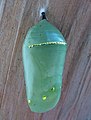 Chrysalis