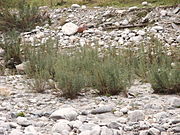 A stand in Tyrol, Italy