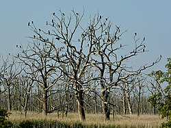 Ingo Schöler Neu! mit Naturschutzgebiet Anklamer Stadtbruch