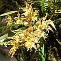 Odontoglossum praestans