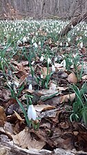 Des perce-neige dans un sous-bois de feuillus à Vic-sur-Cère (Cantal).