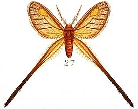 Himantopteridae