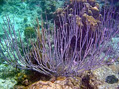 Pseudoplexaura sp (probablemente P. flagellosa). Cuba, Pinar del Río, María la Gorda, 2005