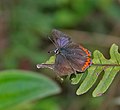 Male at Samsing