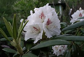 Rhododendron 'P.M.A. Tigerstedt'. Частный сад, Россия, Владимирская область