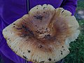 Russula foetens