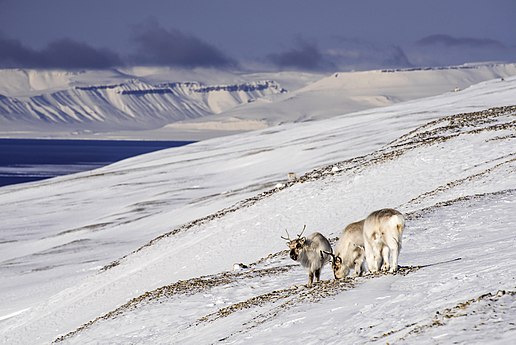 Two Svalbard reindeer grazing in Bünsow Land National Park, Spitsbergen, Norway Photo by Siri Uldal