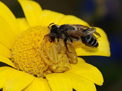 Thomisus onustus capturing a bee, by Alvesgaspar