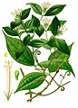 Strychnos toxifera, source of the paralysant alkaloid toxiferine (coloured plate from Köhler's Medicinal Plants)