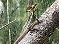 Toloque Rayado (Basiliscus vittatus) localmente conocido como "Sumbidxi"