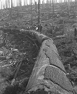 Train load of larch as seen from cab. Bridal Veil Lumber Company, Oregon, 1910.