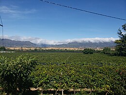 Weinanbau bei Concepción