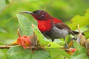sunbird with brownish wings, grey underparts, bright red throat and upper back, and blackish-red head