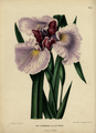 Iris ensata, idem, [1868]