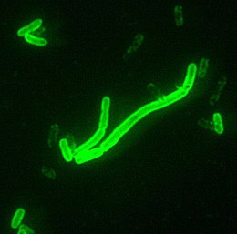 Description de l'image Yersinia pestis fluorescent.jpeg.