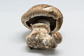 Image 27Agaricus bisporus mushroom is a cultivated edible mushroom for foods and has many names such as "champignon", " button mushroom", "white mushroom", and " portobello" (from Mushroom)