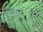 Blad från arten silverakacia (Acacia dealbata).