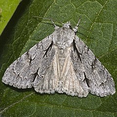 Acronicta psi