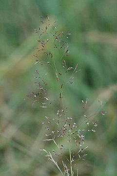 Description de l'image Agrostis.stolonifera.jpg.