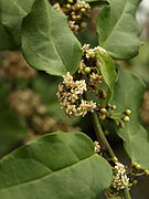 Amborella trichopoda