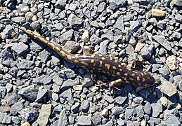 Ambystoma tigrinum