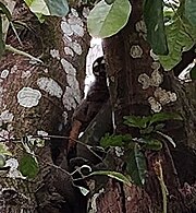 Brownish-black monkey with white eyebrows