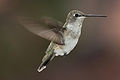 Un colibri à gorge noire (femelle).