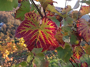 wine leaves